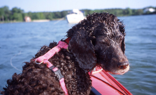 Dog