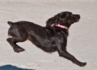 Flying Dog